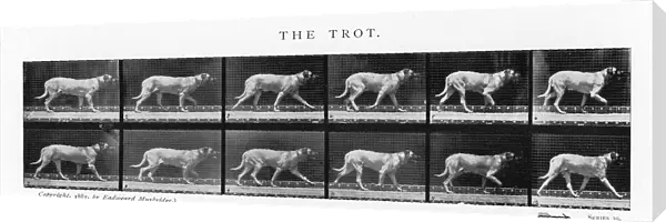 Muybridge - Dog Trot 2