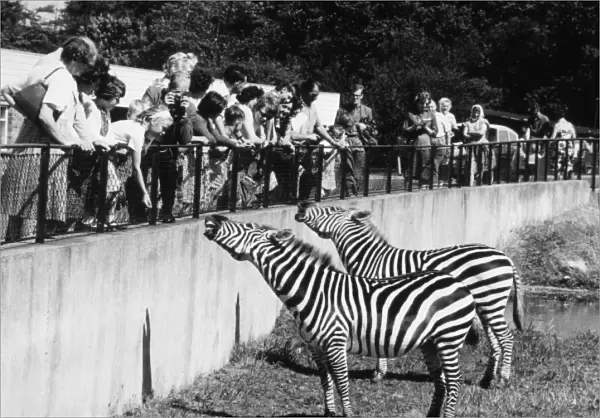 Zebra at Whipsnade