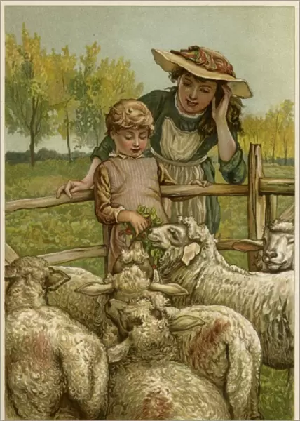 Social  /  Feeding Sheep 19C