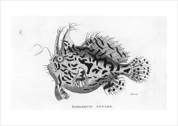 Angler Fish  /  Harlequin