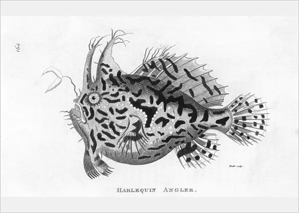 Angler Fish  /  Harlequin