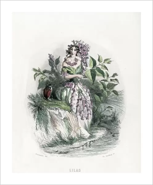 Grandville Lilac 1847