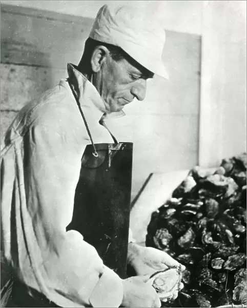 Opening Oysters 1930S