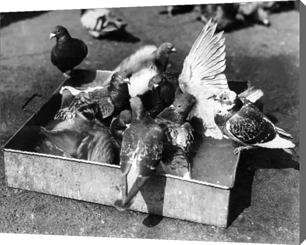 Carrier pigeons at Sorrus, France, WW1