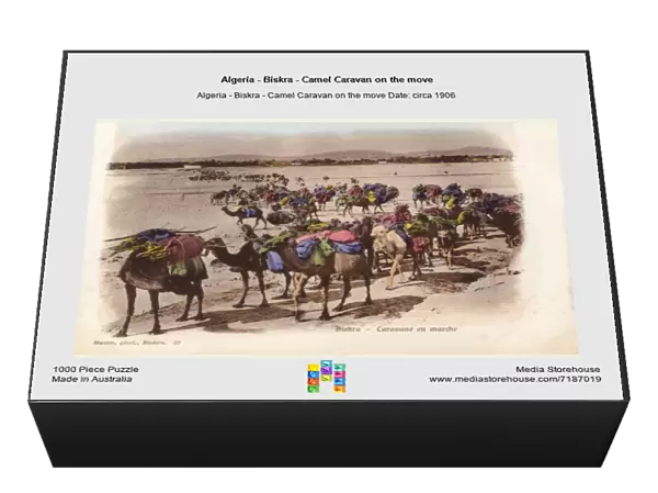 Algeria - Biskra - Camel Caravan on the move
