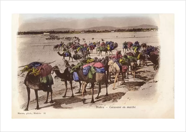 Algeria - Biskra - Camel Caravan on the move
