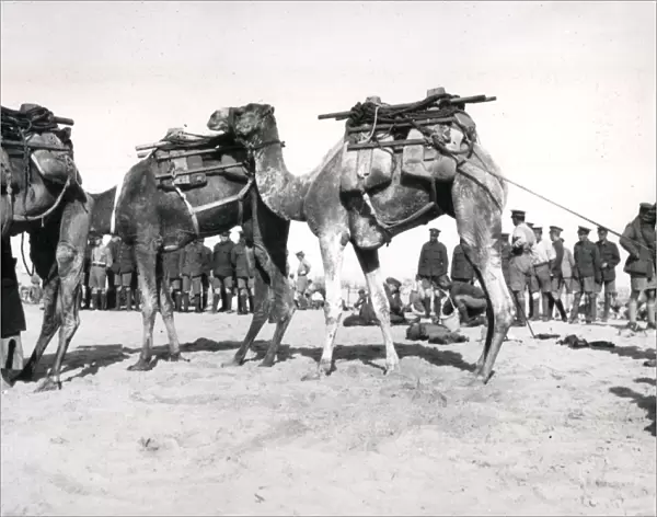 Camel transport, Suez Canal defences, Egypt, WW1