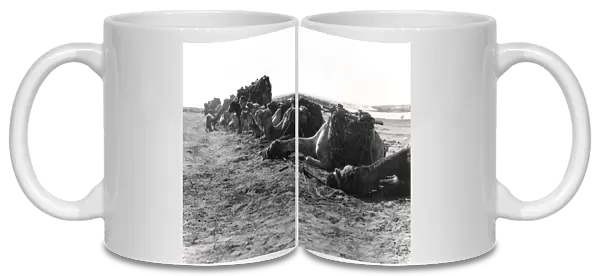 Anzac transport camels resting at Gaza, WW1