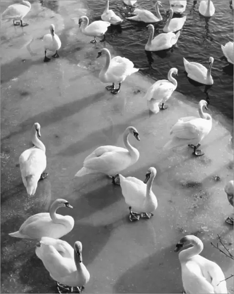 Frozen Swans
