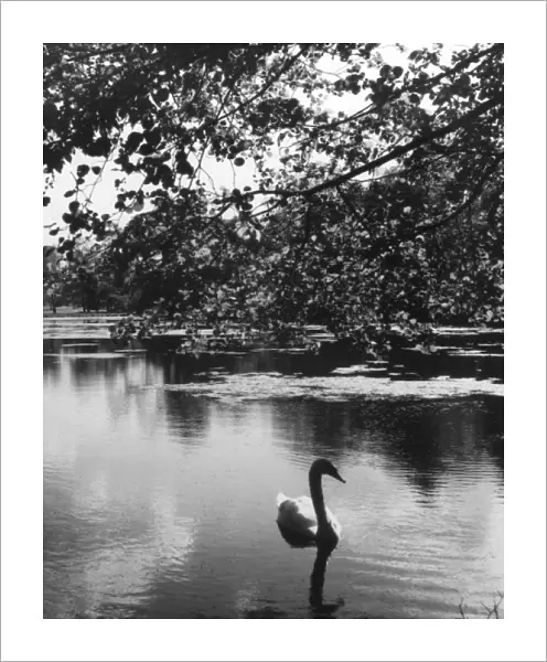 Solitary Swan