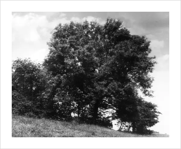 ASH TREE. A fine Ash tree, in summer foliage. Date: 1950s
