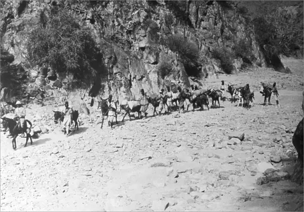 A Mule Caravan