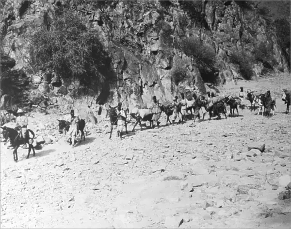 A Mule Caravan