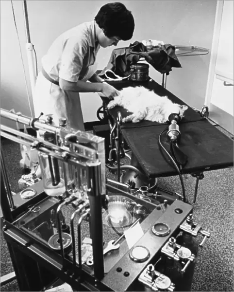 Cat on Operating Table