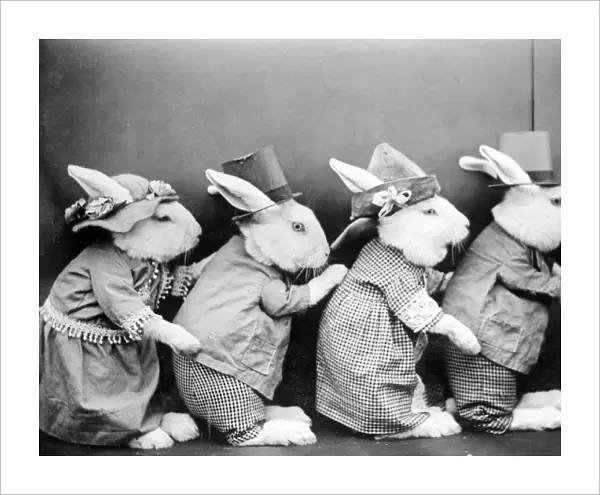 Rabbits in Hats