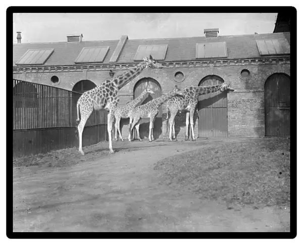 Giraffes at London Zoo