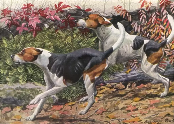 English Foxhound and American Foxhound