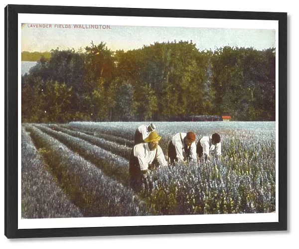 Picking Lavender - Wallington, Kent