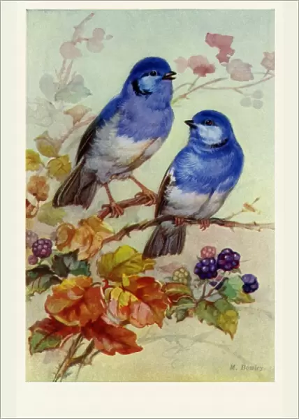 Bluebirds & blossoms