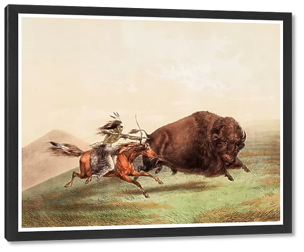 The Native American Indian Buffalo Chase