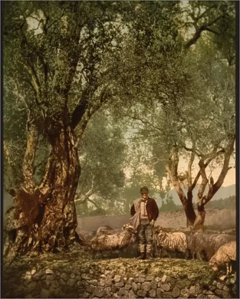 Shephard with flock in olive grove, Mentone, Riveria