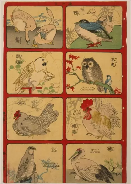 Various types of birds