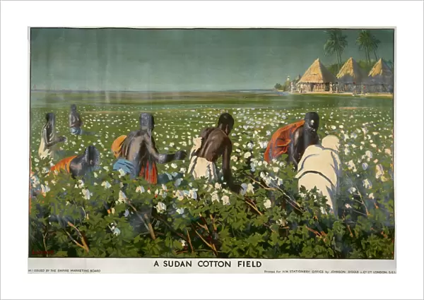 Cotton Field in Sudan