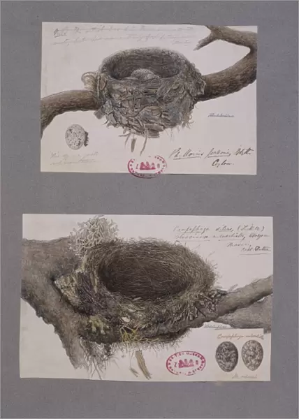 Coracina melashistos, dark-collared cuckoo-shrike nests