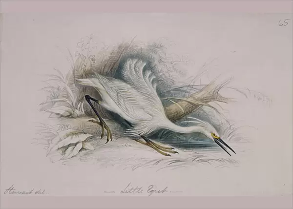 Egretta garzetta, little egret