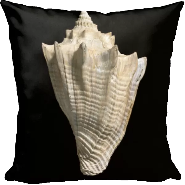 Athleta luctator, fossil sea snail