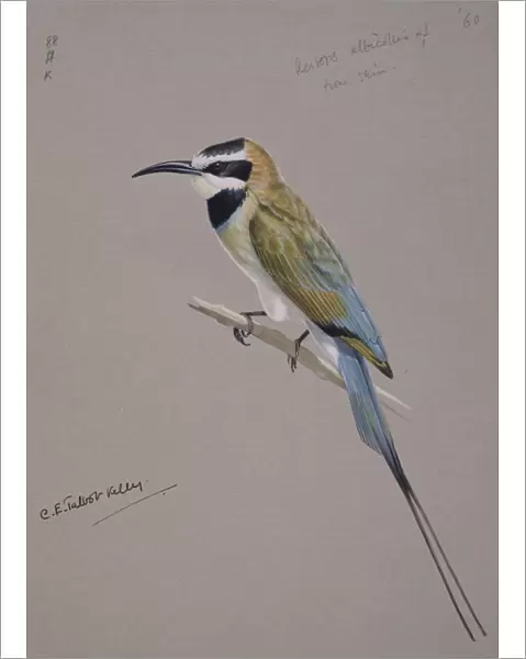 Merops albicollis, white-throated bee-eater