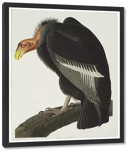 Gymnogyps californianus, Californian condor
