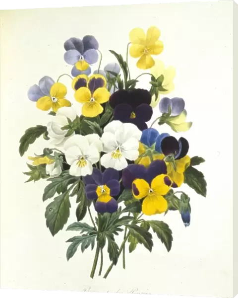 Viola tricolor, pansy