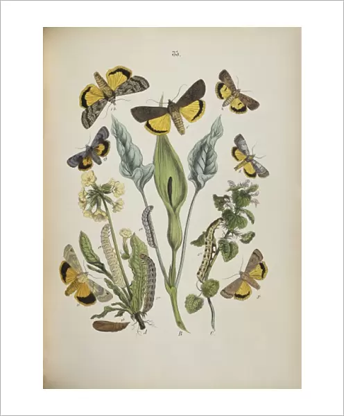 Agrotidae, moths and caterpillars