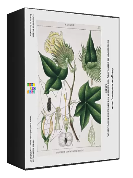 Gossypium acuminatum, cotton