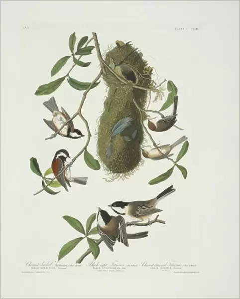 Parus atricapillus, Parus rufescens, Psaltriparus minimus
