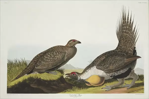 Centrocercus urophasianus, greater sage grouse