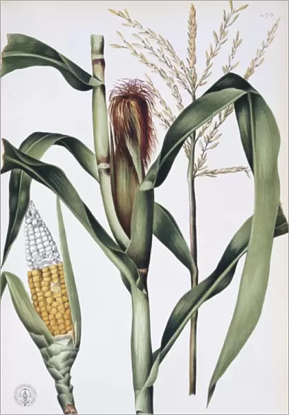 Zea mays L. corn
