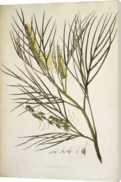 Grevillea pteridifolia, fern-leaf grevillea