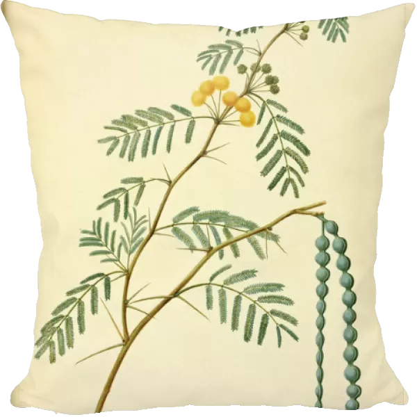 Acacia nilotica, prickly acacia tree