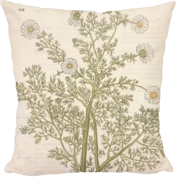 Anthemis cotula, mayweed chamomile