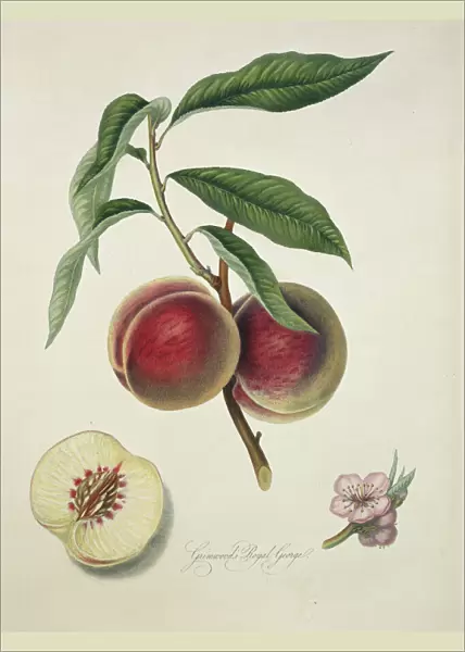 Prunus sp. peach (Grimwoods Royal George or Grosse Mignon