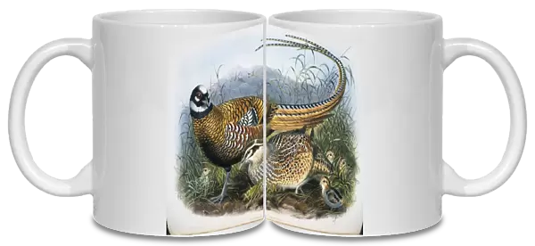 Syrmaticus reevesii, Reeves pheasant