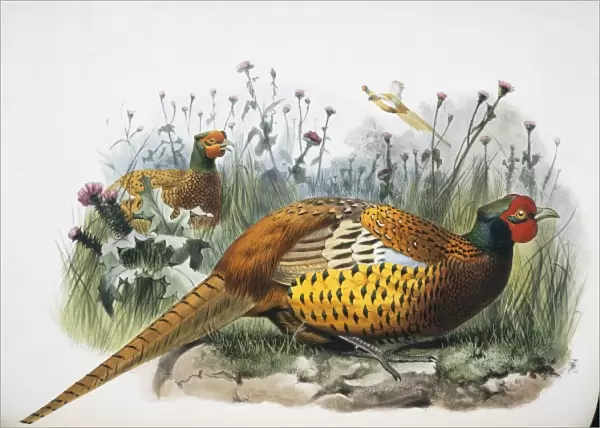 Phasianus colchicus shawii, common pheasant