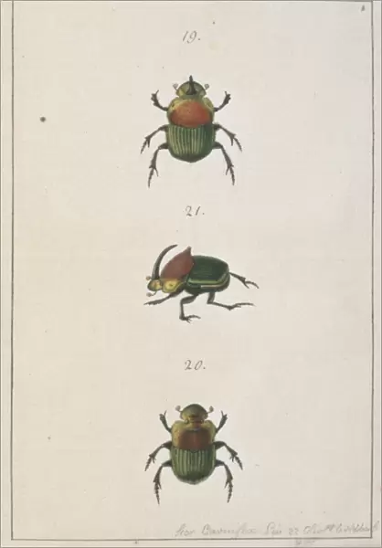 Phanaeus vindex (Macleay), dung beetle