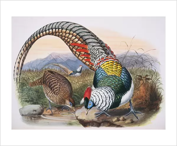 Chrysolophus amherstiae, Lady Amhersts pheasant