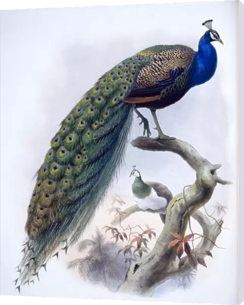 Pavo cristatus, Indian peafowl