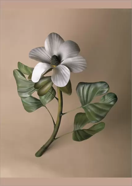 Early flowering plant model