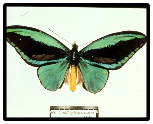 Ornithoptera aesacus, birdwing butterfly