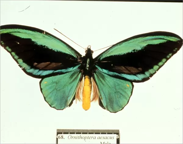 Ornithoptera aesacus, birdwing butterfly